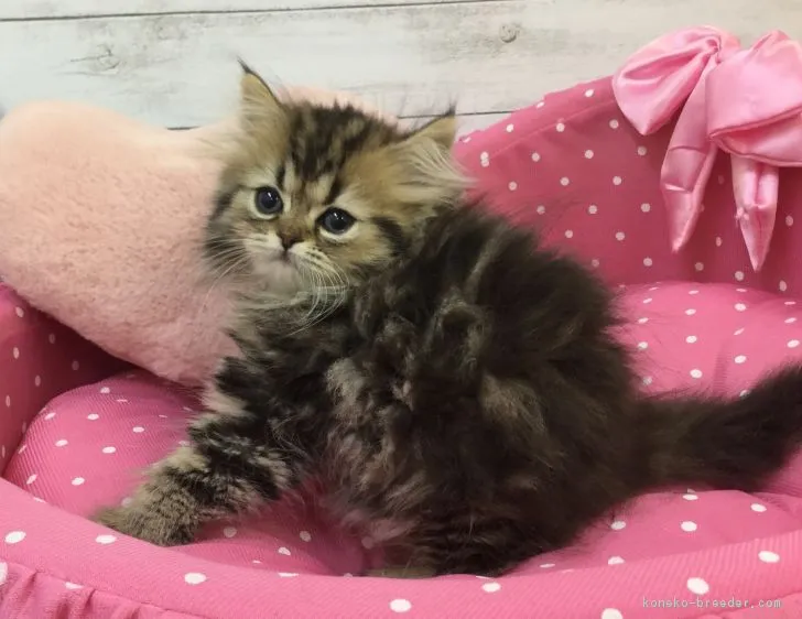 ID:1805-01464の子猫