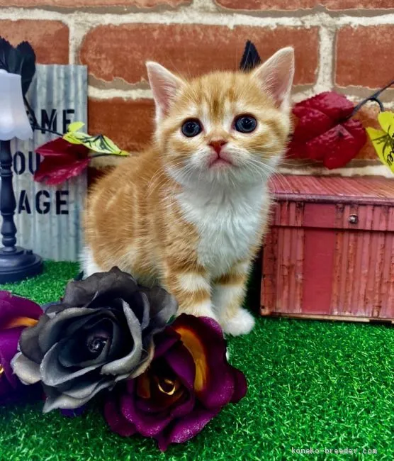 ID:1911-00882の子猫