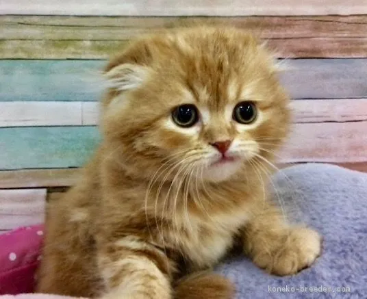 ID：1906-00519の子猫