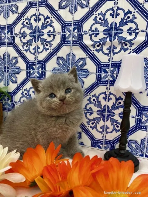 ブリティッシュショートヘア【兵庫県・女の子・2019年12月15日・ブルー】の写真1「しっかりお餅顔ですよー🌟」