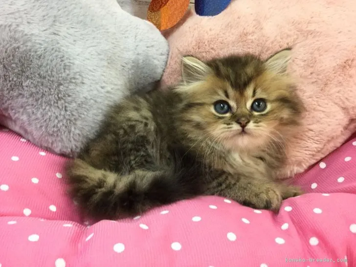 ID：1808-00218の子猫