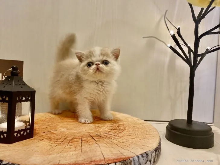 ID：2011-00460の子猫