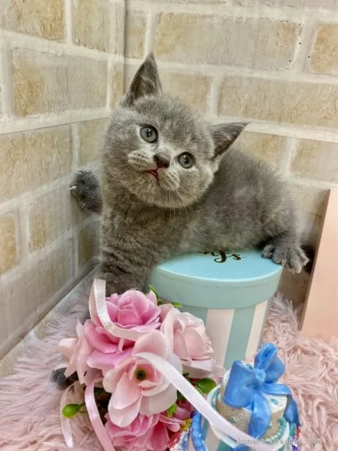 ID:2010-00882の子猫