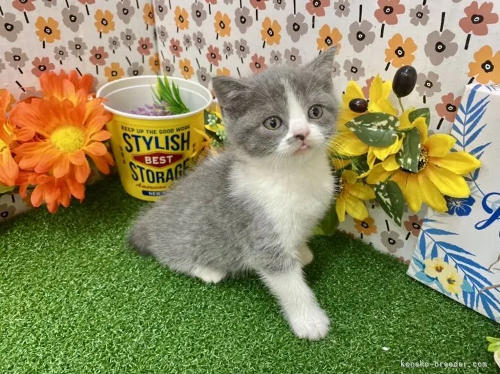 ID:2111-02306の子猫