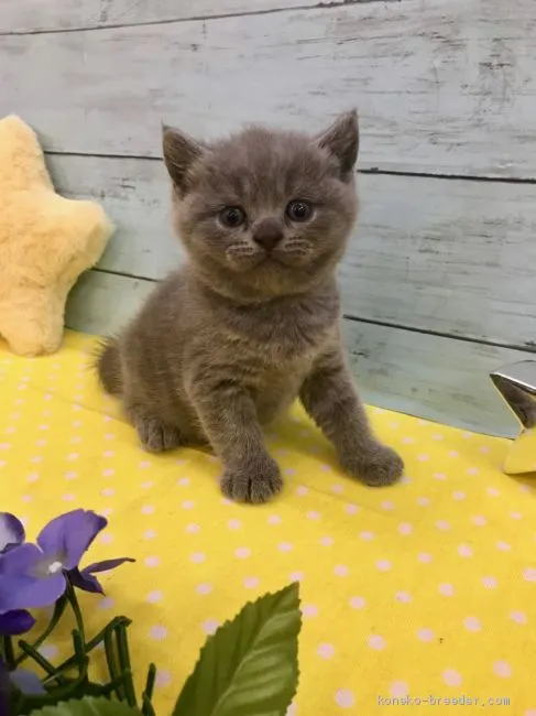 ID:1907-00312の子猫