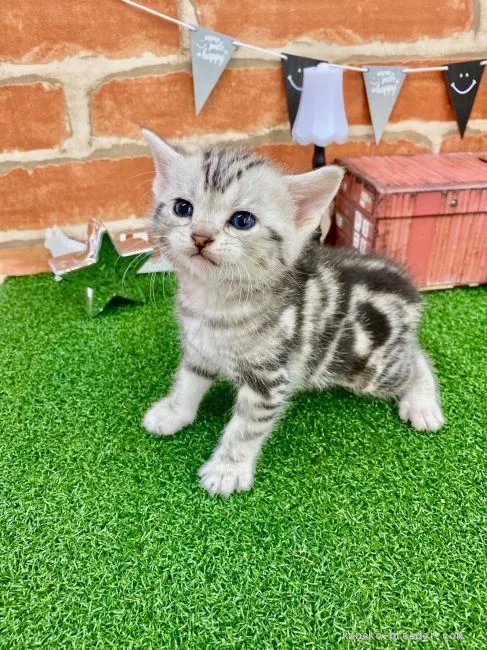 ID：2002-01322の子猫