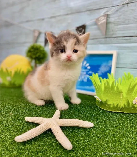 ID：2002-00534の子猫