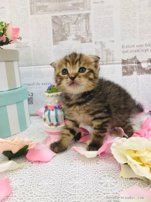 ID:1909-00498の子猫