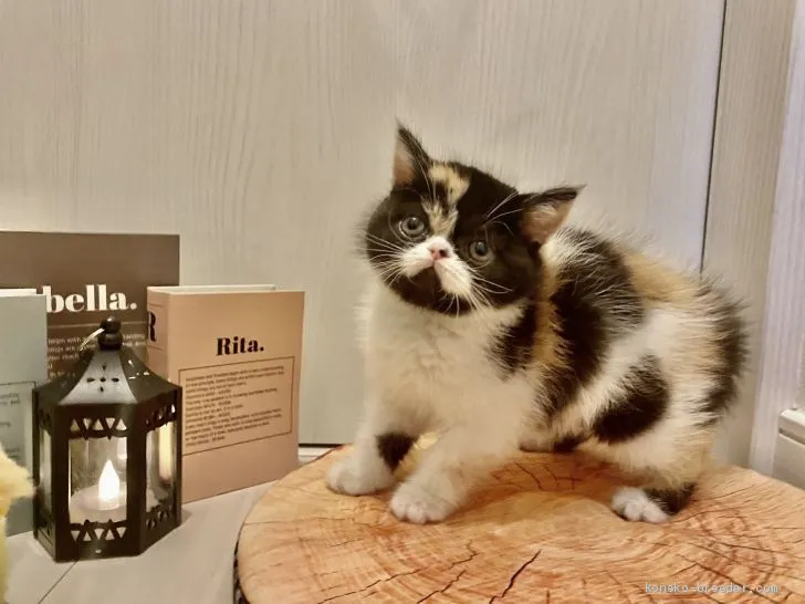 ID：2011-00465の子猫