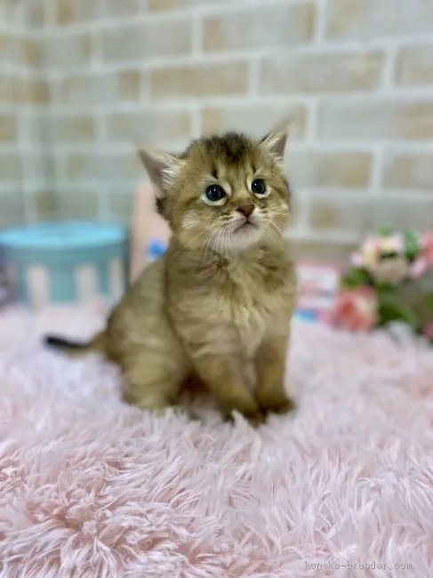 ID：2011-00528の子猫