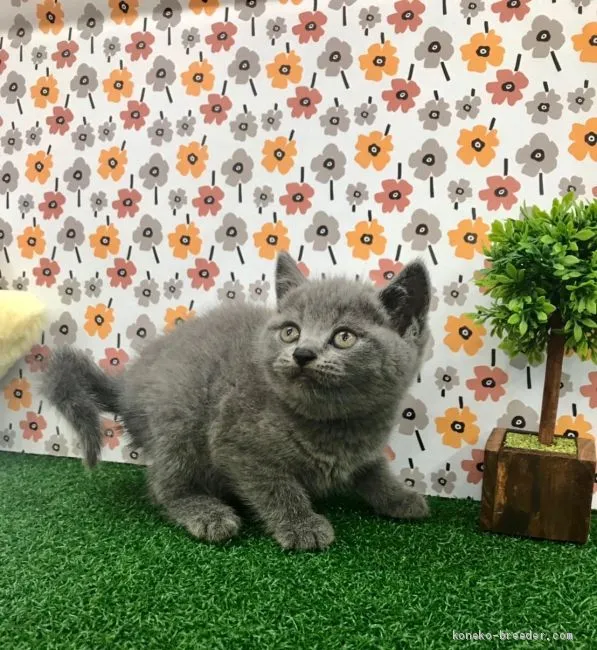 ID:1907-00304の子猫