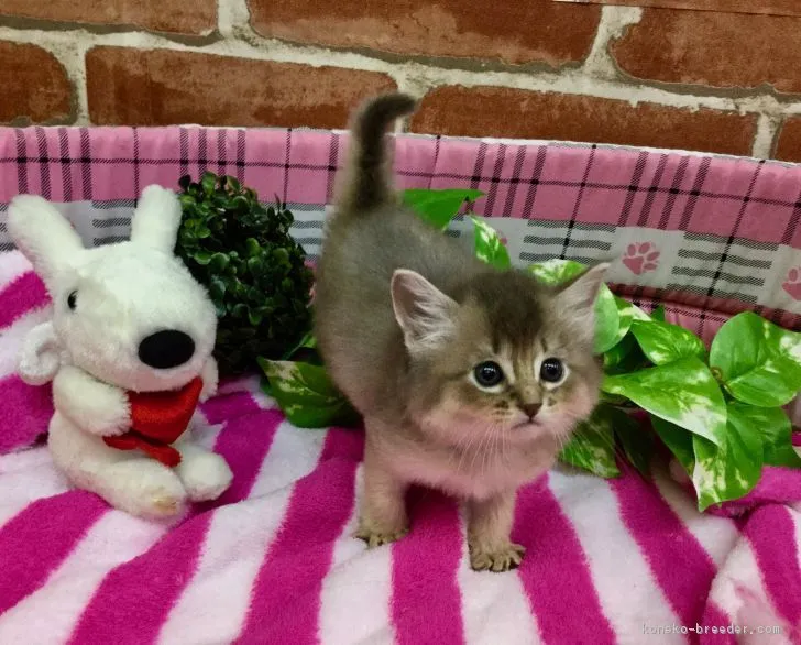 ID:1901-00503の子猫