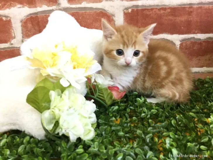 ID：1805-00797の子猫