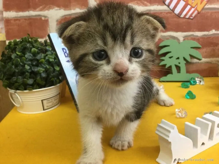 ひさこ 様のお迎えした子猫