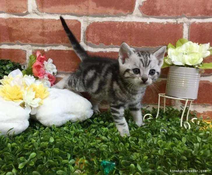 ID：1703-00595の子猫