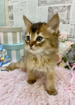 ソマリ【兵庫県・男の子・2020年3月21日・ルディ（ロングヘアー　）】の写真「かわいいお顔の乙女フェイス😻」