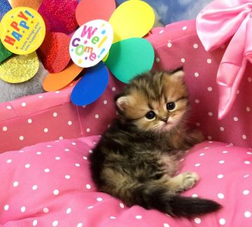 ペルシャ(チンチラ)【兵庫県・女の子・2017年3月23日・チンチラゴールデン】の写真「女の子らしいとっても綺麗なお顔です❤️」