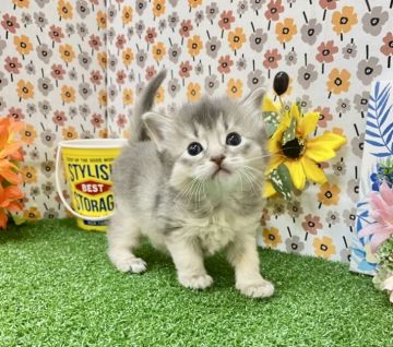 ソマリ【兵庫県・女の子・2021年10月28日・ブルー（ロングヘアー）】の写真「パパは👑ACCチャンピオンです👑🐈」