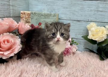 スコティッシュフォールド(立ち耳)【兵庫県・男の子・2022年2月6日・ブラックスモーク（中短毛🐈　　）】の写真「ママはACCダブルチャンピオン👑」