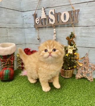 スコティッシュフォールド(折れ耳)【兵庫県・女の子・2021年11月2日・レッドタビー（ロングヘアー）】の写真「パパは👑ACCチャンピオンです👑🐈✨」