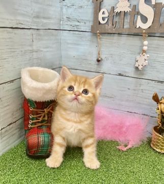 スコティッシュフォールド(立ち耳)【兵庫県・女の子・2021年11月2日・レッドタビー（ショートへアー　）】の写真「パパは👑ACCチャンピオンです👑🐈✨」