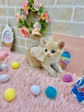 ブリティッシュショートヘア【兵庫県・男の子・2019年12月3日・クリーム&ホワイト（ショートヘアー　　　　　　　）】の写真「かなり女の子顔です❤️」