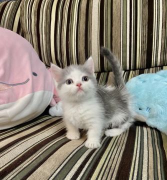 ミヌエット【兵庫県・男の子・2021年8月15日・ブルータビー&ホワイト（ショートヘアー）】の写真「パパは👑ACCチャンピオンです👑」