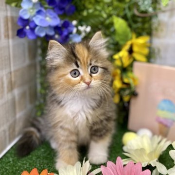 サイベリアン【兵庫県・女の子・2024年5月21日・ブラウンパッチドタビー&ホワイト（ロングヘア）】の写真「可愛い毛色のプリンセスです❤️」