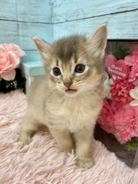 ソマリ【兵庫県・男の子・2021年8月6日・ブルー（ロングヘアー　）】の写真「パパは👑ACCチャンピオンです👑」