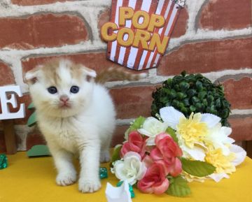 スコティッシュフォールド(折れ耳)【兵庫県・男の子・2018年5月27日・レッドタビー&ホワイト（ショートヘアー）】の写真「兄弟の中で折れ耳唯一の男の子🍀」