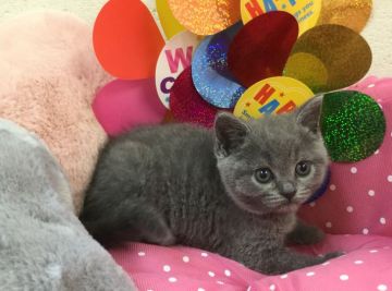 ブリティッシュショートヘア【兵庫県・女の子・2017年2月9日・ブルー（ショートヘアー）】の写真「5匹兄弟の女の子です✨」