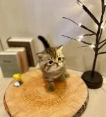 ミヌエット【兵庫県・男の子・2020年7月25日・ブラウンタビー】の写真1「おまんじゅうフェイスがたまりません💕」