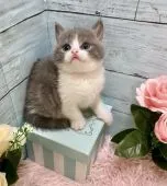 ブリティッシュショートヘア【兵庫県・男の子・2021年6月1日・ブルー &ホワイト】の写真1「もうモデルさんのような立ち振る舞い💛」