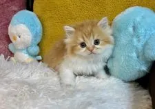 ミヌエット【兵庫県・男の子・2021年11月2日・レッドタビー&ホワイト】の写真1「毛量抜群で可愛すぎます💛」