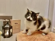 エキゾチックショートヘア【兵庫県・女の子・2020年9月13日・ブラウンパッチドタビー&ホワイト】の写真1「この絶妙なカラーが可愛いです❤️」