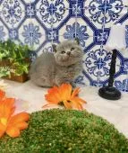 ブリティッシュショートヘア【兵庫県・女の子・2019年12月15日・ブルー】の写真2「このぽってりフェイスがたまりません💕」