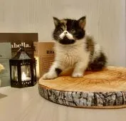 エキゾチックショートヘア【兵庫県・女の子・2020年9月13日・ブラウンパッチドタビー&ホワイト】の写真2「おもちゃにlock-onです🐀ﾁｭｰﾁｭｰ」