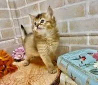 ソマリ【兵庫県・男の子・2021年3月29日・ルディ】の写真2「お口ぽってりがカワイイです💘」