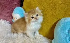 ミヌエット【兵庫県・男の子・2021年11月2日・レッドタビー&ホワイト】の写真3「こんな目で頼まれるとヨシヨシしないとですね( ＾∀＾)👍」