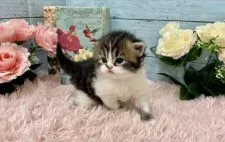 スコティッシュフォールド(立ち耳)【兵庫県・男の子・2022年2月6日・ブラウンタビー&ホワイト】の写真3「撮影にも慣れてきた模様です(๑>◡<๑)💕」