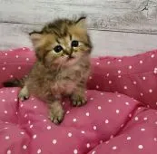 ペルシャ【兵庫県・男の子・2020年4月3日・チンチラゴールデン 】の写真3「この目で見つめられると・・・❤️」