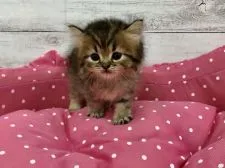 ペルシャ【兵庫県・女の子・2020年4月3日・チンチラゴールデン】の写真4「撮影中もかなり優秀でした👏」