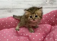 ペルシャ【兵庫県・男の子・2020年4月3日・チンチラゴールデン 】の写真4「元気一杯で楽しい性格ですよ🍀」