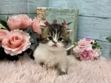 スコティッシュフォールド(立ち耳)【兵庫県・男の子・2022年2月6日・ブラウンタビー&ホワイト】の写真4「撮ってくれと言わんばかりの猛アピール💛」