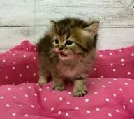 ペルシャ【兵庫県・女の子・2020年4月3日・チンチラゴールデン】の写真5「お得意のテヘペロポーズ📸」