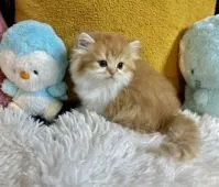 ミヌエット【兵庫県・男の子・2021年11月2日・レッドタビー&ホワイト】の写真5「もうラグジュアリーかんがたまりませんね💛」