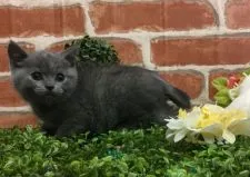 ブリティッシュショートヘア【兵庫県・女の子・2016年12月20日・ブルークリーム】の写真5「2月7日現在✨」