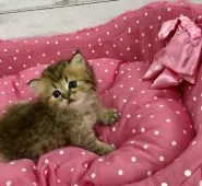 ペルシャ【兵庫県・男の子・2020年4月3日・チンチラゴールデン 】の写真5「振り向き美人😻」