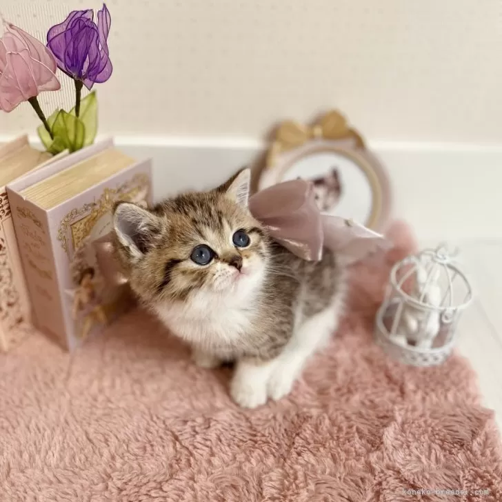 ID:2504-00702の子猫