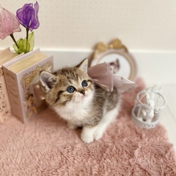 ブリティッシュショートヘア【兵庫県・女の子・2025年2月20日・ブラウンタビーアンドホワイト】の写真「クリクリおメメのキュートフェイス💕」